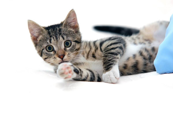 5 Mitos tentang Kucing, termasuk Kucing Rumahan Jarang Sakit