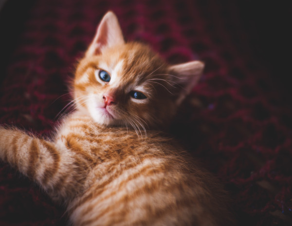 8 Alasan Kucing Oranye sangat Spesial menurut Sains