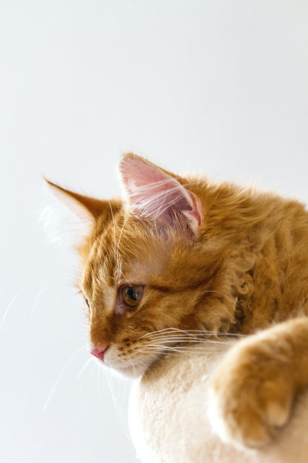 8 Alasan Kucing Oranye sangat Spesial menurut Sains