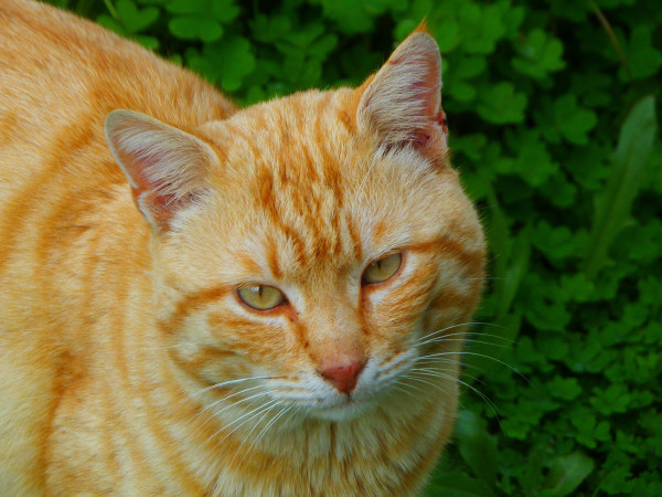 8 Alasan Kucing Oranye sangat Spesial menurut Sains