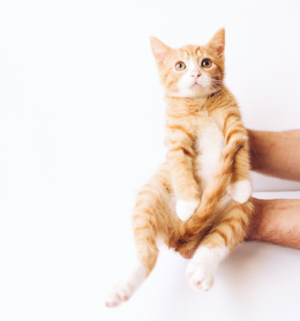8 Alasan Kucing Oranye sangat Spesial menurut Sains