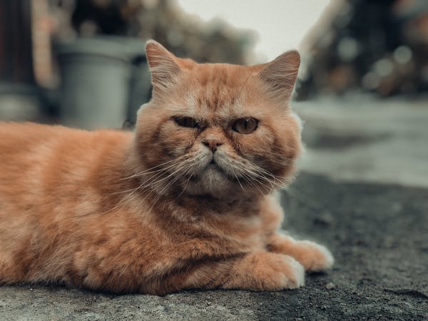 8 Alasan Kucing Oranye sangat Spesial menurut Sains