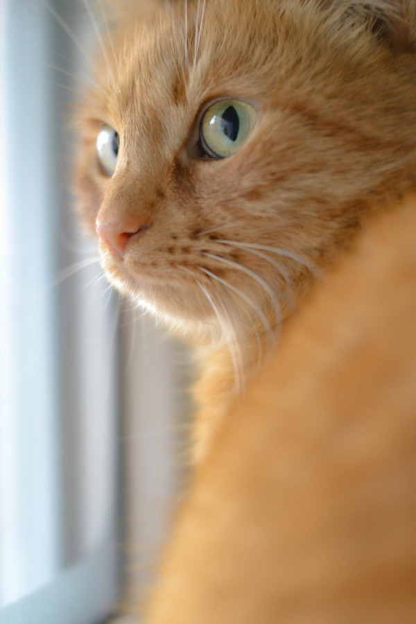8 Alasan Kucing Oranye sangat Spesial menurut Sains