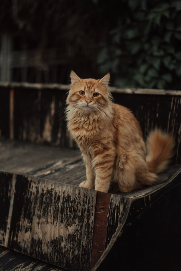 8 Alasan Kucing Oranye sangat Spesial menurut Sains