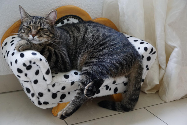 5 Alasan Sebaiknya Kamu Tidak Memelihara Kucing