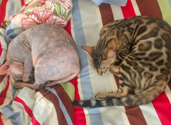 6 Seleb Indonesia yang Punya Peliharaan Kucing, Cinta Laura Pilih yang Kampung