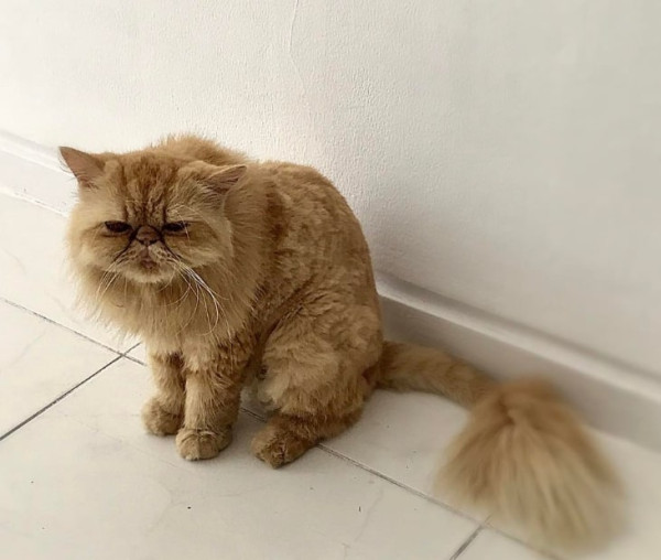6 Seleb Indonesia yang Punya Peliharaan Kucing, Cinta Laura Pilih yang Kampung