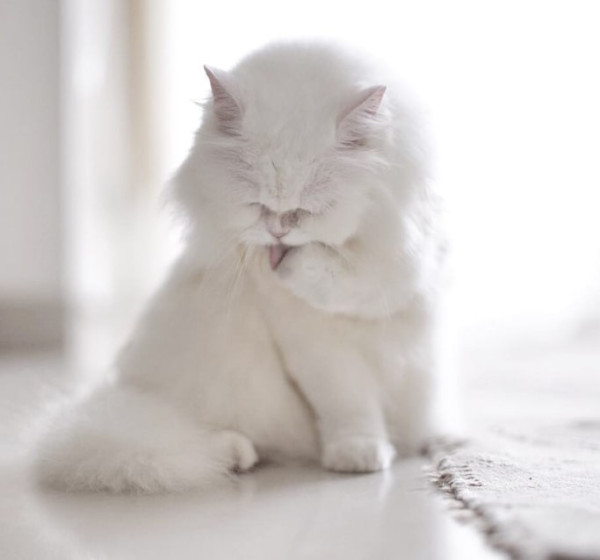 6 Seleb Indonesia yang Punya Peliharaan Kucing, Cinta Laura Pilih yang Kampung