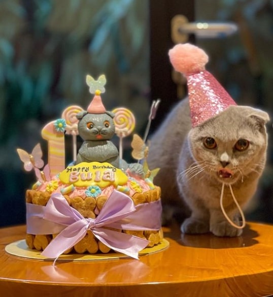 6 Seleb Indonesia yang Punya Peliharaan Kucing, Cinta Laura Pilih yang Kampung