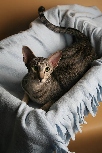 7 Ras Kucing Termahal di Dunia, Tembus Miliaran Rupiah