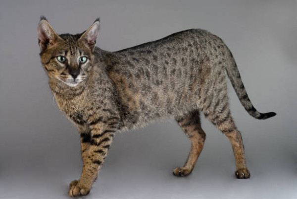 7 Ras Kucing Termahal di Dunia, Tembus Miliaran Rupiah