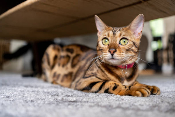 7 Ras Kucing Termahal di Dunia, Tembus Miliaran Rupiah