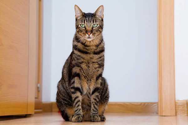 7 Ras Kucing Termahal di Dunia, Tembus Miliaran Rupiah