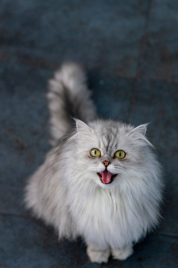 7 Ras Kucing Termahal di Dunia, Tembus Miliaran Rupiah