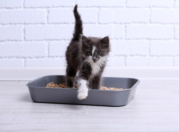 5 Mitos tentang Kucing, termasuk Kucing Rumahan Jarang Sakit
