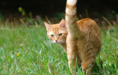 5 Mitos tentang Kucing, termasuk Kucing Rumahan Jarang Sakit