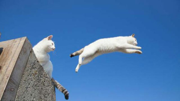 5 Mitos tentang Kucing, termasuk Kucing Rumahan Jarang Sakit