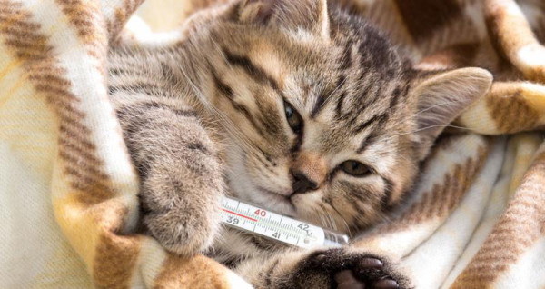 5 Mitos tentang Kucing, termasuk Kucing Rumahan Jarang Sakit