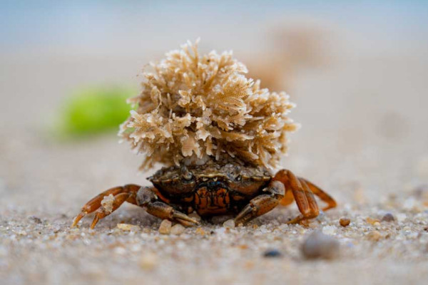 Kepiting Berbulu Ini Punya Topi Unik, Ternyata Punya Fungsi Vital