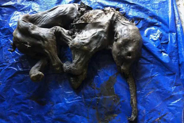 Pemburu Emas Temukan Mumi Bayi Mammoth Berusia 35.000 Tahun