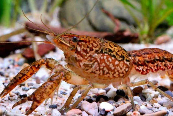 5 Hewan yang Bisa Berkembang Biak Sendiri, Nomor 3 Semua Betina
