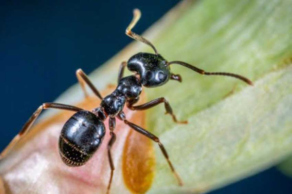 5 Hewan yang Bisa Berkembang Biak Sendiri, Nomor 3 Semua Betina