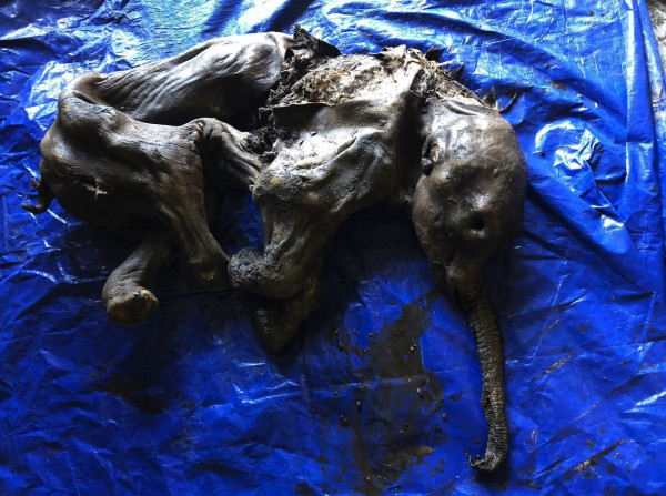 Bayi Mammoth Berusia 30.000 Tahun Ditemukan dalam Kondisi Masih Utuh