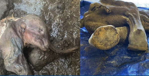 Bayi Mammoth Berusia 30.000 Tahun Ditemukan dalam Kondisi Masih Utuh