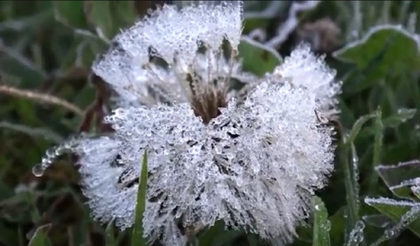 Dieng Membeku Diselimuti Salju, Suhu Ekstrem Minus 1 Derajat Celcius