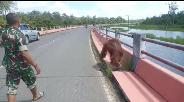 Dramatis! Prajurit TNI AD Selamatkan Orangutan yang Tersesat Kembali ke Habitatnya