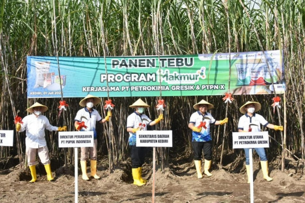 Berkat Program Makmur, Pendapatan Petani Tebu Kediri Naik Jadi Rp46,5 Juta per Hektare