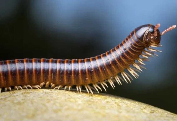 5 Hewan dengan Kaki Terbanyak, Nomor 4 Dikenal Beracun