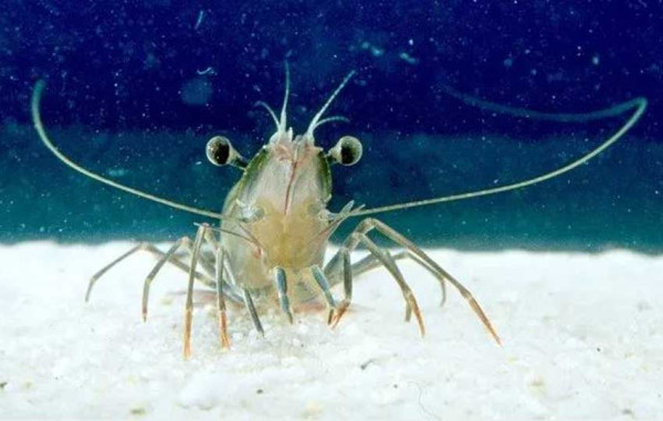 5 Hewan dengan Kaki Terbanyak, Nomor 4 Dikenal Beracun