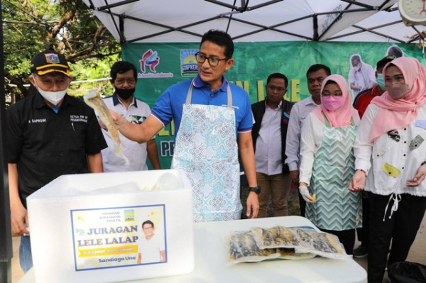 Sandiaga Uno Happy, Program Juragan Lele Lalap Mulai Panen Ikan