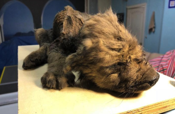 Akhirnya Ilmuwan Mengetahui Asal Muasal Anjing