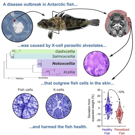 Jadi Mirip Monster, Ikan-ikan di Antartika Alami Tumor Kulit akibat Perubahan Iklim
