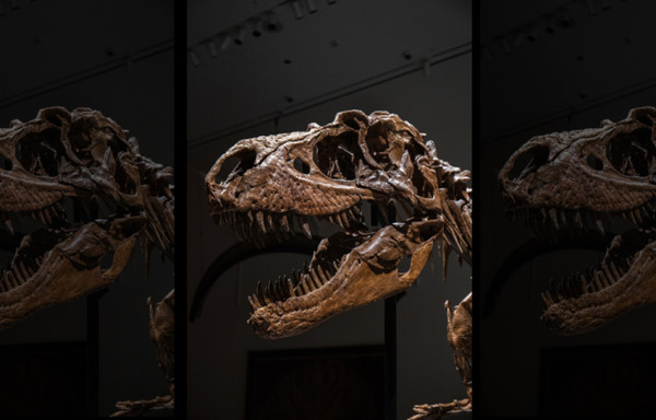 Fosil Gorgosaurus Bakal Dilelang Rp120 Miliar, Ilmuwan Tidak Senang Meskipun Harganya Selangit