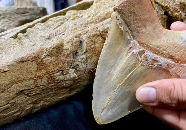 Sadis, Makanan Favorit Megalodon Ternyata Bagian Wajah Paus Sperma