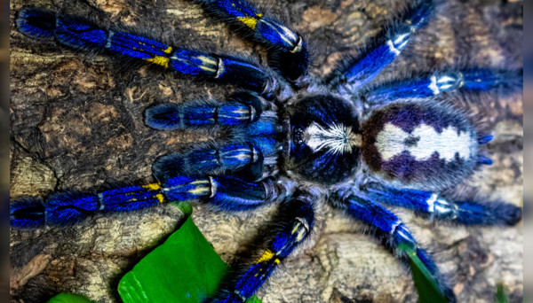 8 Spesies Hewan Unik yang Baru Ditemukan, Ada Laba-Laba Warna Biru!