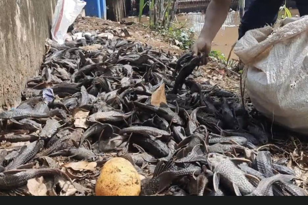 Kronologi Ribuan Ikan Mati di Sungai Kali Baru Diduga Akibat Limbah Jeroan Hewan Kurban