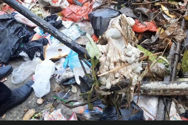 Kronologi Ribuan Ikan Mati di Sungai Kali Baru Diduga Akibat Limbah Jeroan Hewan Kurban