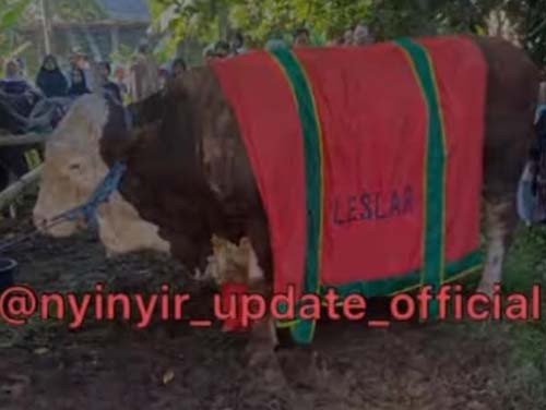 Lesti Kejora dan Rizky Billar Berkurban 2 Sapi Jumbo Tanpa Koar-Koar, Tuai Pujian