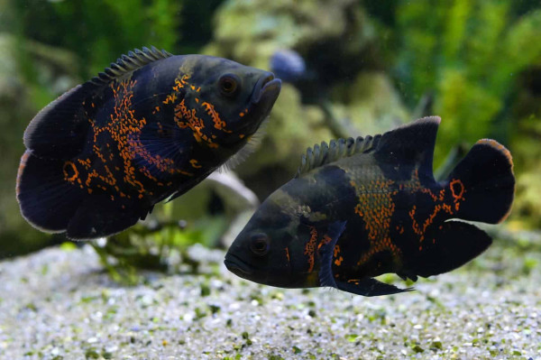 Selain Ikan Channa, Ini 8 Jenis Ikan Predator yang Bisa Dipelihara dan Harganya