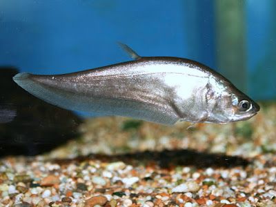 Selain Ikan Channa, Ini 8 Jenis Ikan Predator yang Bisa Dipelihara dan Harganya