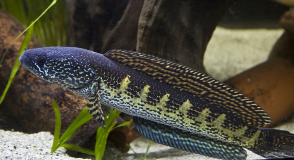 8 Fakta Channa, Ikan Berkepala Ular yang Sedang Viral
