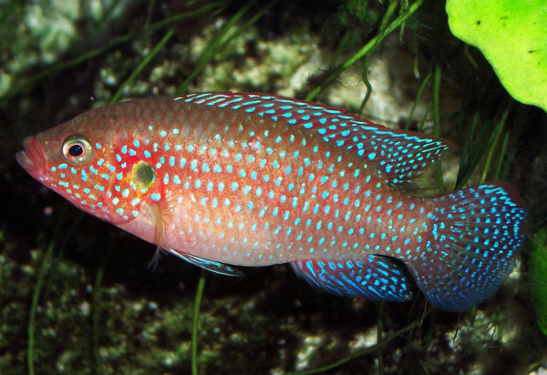Selain Ikan Channa, Ini 8 Jenis Ikan Predator yang Bisa Dipelihara dan Harganya