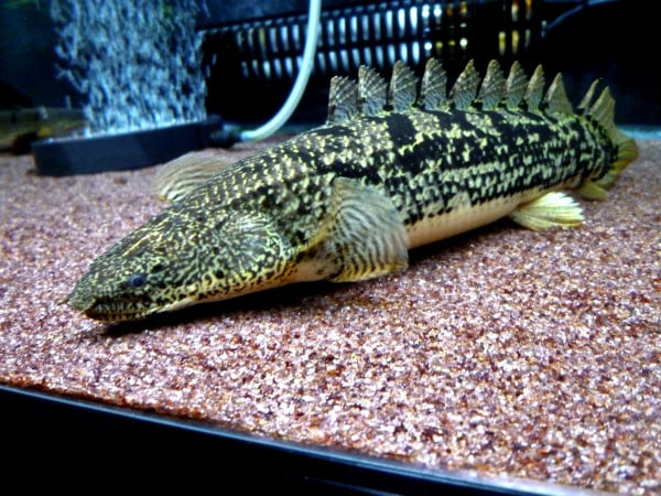 Selain Ikan Channa, Ini 8 Jenis Ikan Predator yang Bisa Dipelihara dan Harganya