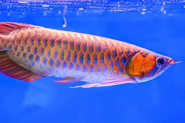 Selain Ikan Channa, Ini 8 Jenis Ikan Predator yang Bisa Dipelihara dan Harganya