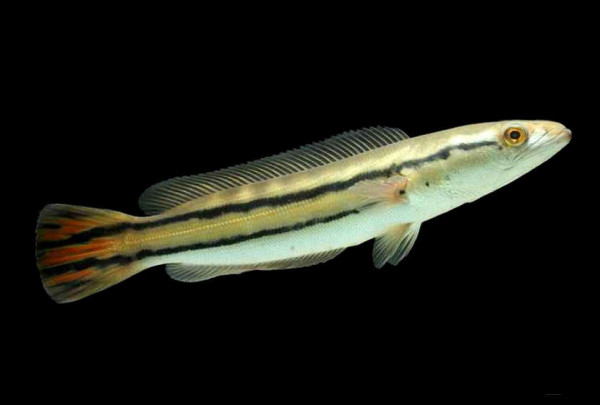 Selain Ikan Channa, Ini 8 Jenis Ikan Predator yang Bisa Dipelihara dan Harganya
