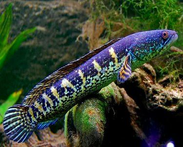 8 Fakta Channa, Ikan Berkepala Ular yang Sedang Viral